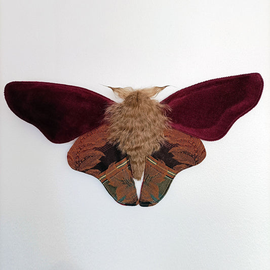 Mulled Wine Moth