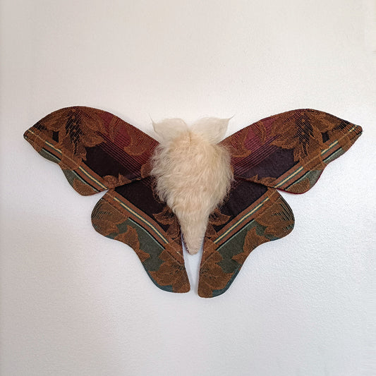Mulled Wine Moth